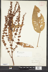 Rumex obtusifolius image