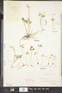 Botrychium multifidum image