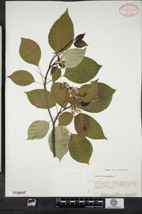 Cornus alternifolia image