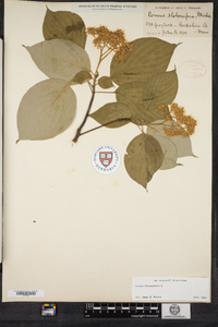 Cornus alternifolia image