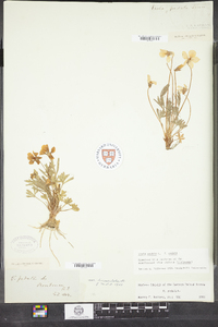 Viola pedata image