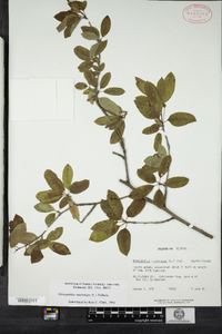 Ilex mucronata image