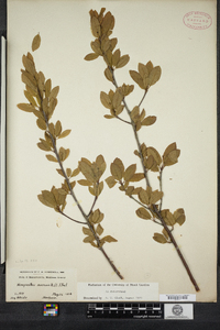 Ilex mucronata image