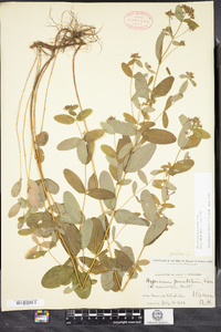 Hypericum punctatum image