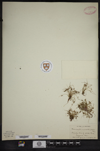 Lipocarpha micrantha image