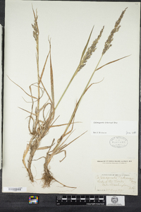 Calamagrostis pickeringii image