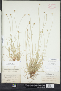 Carex peckii image