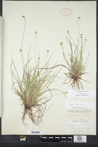 Carex peckii image