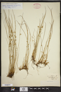 Juncus filiformis image