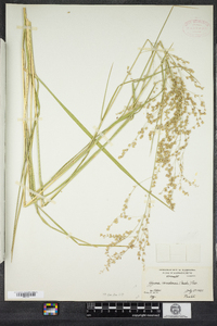 Glyceria canadensis image