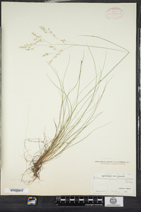 Deschampsia flexuosa image