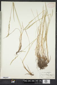 Image of Festuca heteromalla