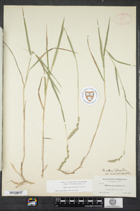 Muhlenbergia glomerata image