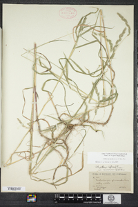 Muhlenbergia glomerata image