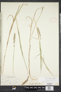 Muhlenbergia glomerata image