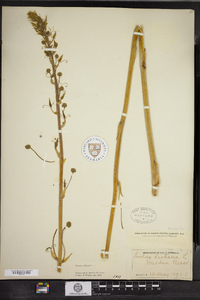 Smilax herbacea image