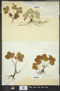 Hepatica nobilis var. obtusa image