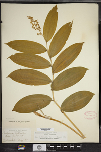 Maianthemum racemosum image