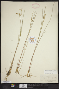 Juncus pelocarpus image