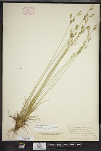 Juncus secundus image