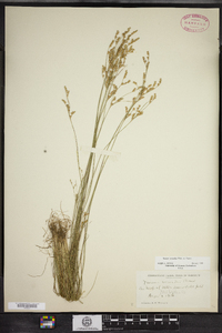 Juncus secundus image