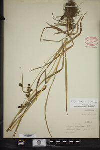 Scirpus hattorianus image