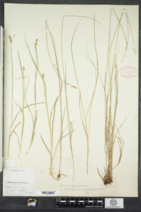 Carex retroflexa image