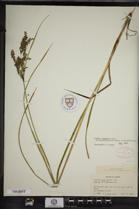 Scirpus atrocinctus image