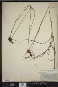 Scirpus atrocinctus image