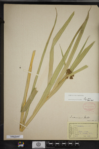 Scirpus atrovirens image