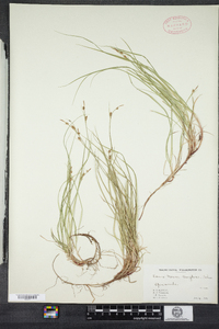 Carex novae-angliae image