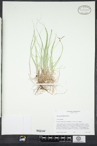 Carex novae-angliae image