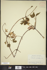 Clematis occidentalis image