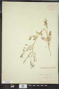 Fumaria officinalis image