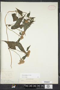 Mikania scandens image