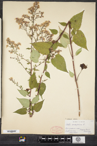 Symphyotrichum cordifolium image