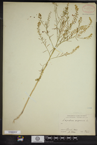 Lepidium virginicum image