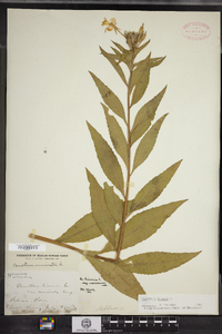 Oenothera biennis image