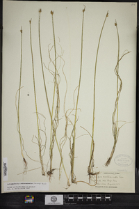 Schoenoplectus subterminalis image