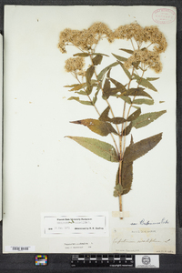 Eupatorium sessilifolium image