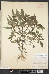 Bidens frondosa image