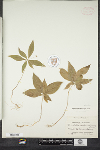 Lysimachia borealis image