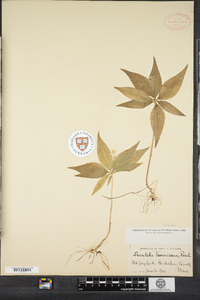 Lysimachia borealis image