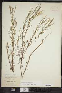 Epilobium leptophyllum image