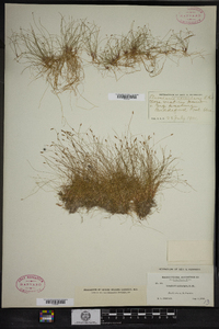 Eleocharis acicularis image