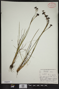 Sisyrinchium fuscatum image