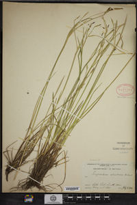 Sisyrinchium atlanticum image