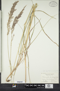 Calamagrostis canadensis image