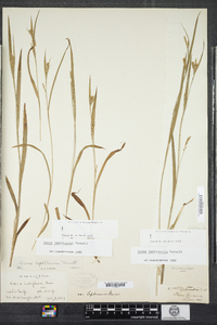 Carex leptonervia image