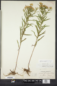 Euthamia graminifolia image